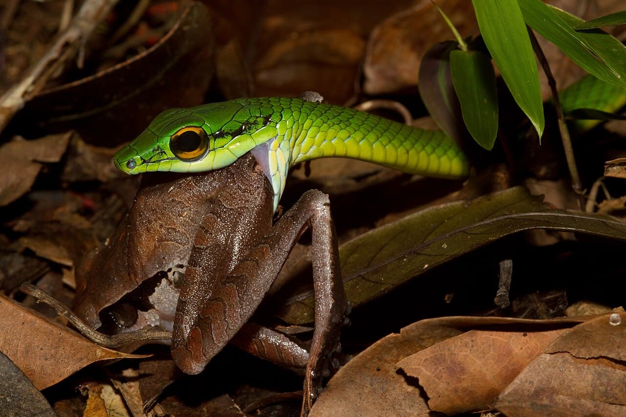 Leptophis ahaetulla Snake Eating a Frog ( Craugastor gollmeri ) in Panama. Taken in the Mamoni Valley near Chagres…