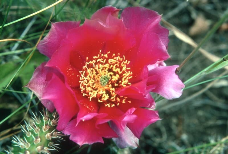 a large, bright pink cactus flower with a yellow center Although prickly pears at Craters of the Moon are usually…