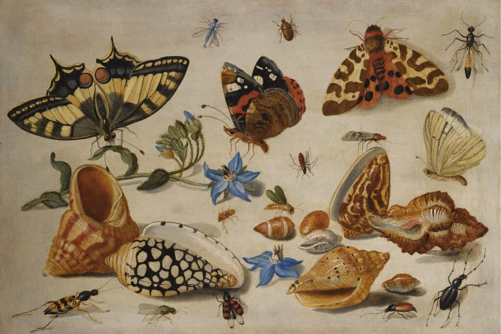 A Swallowtail (Papilio machaon), a Red Admiral (Vanessa atalanta) and other Insects with shells and a sprig of borage…