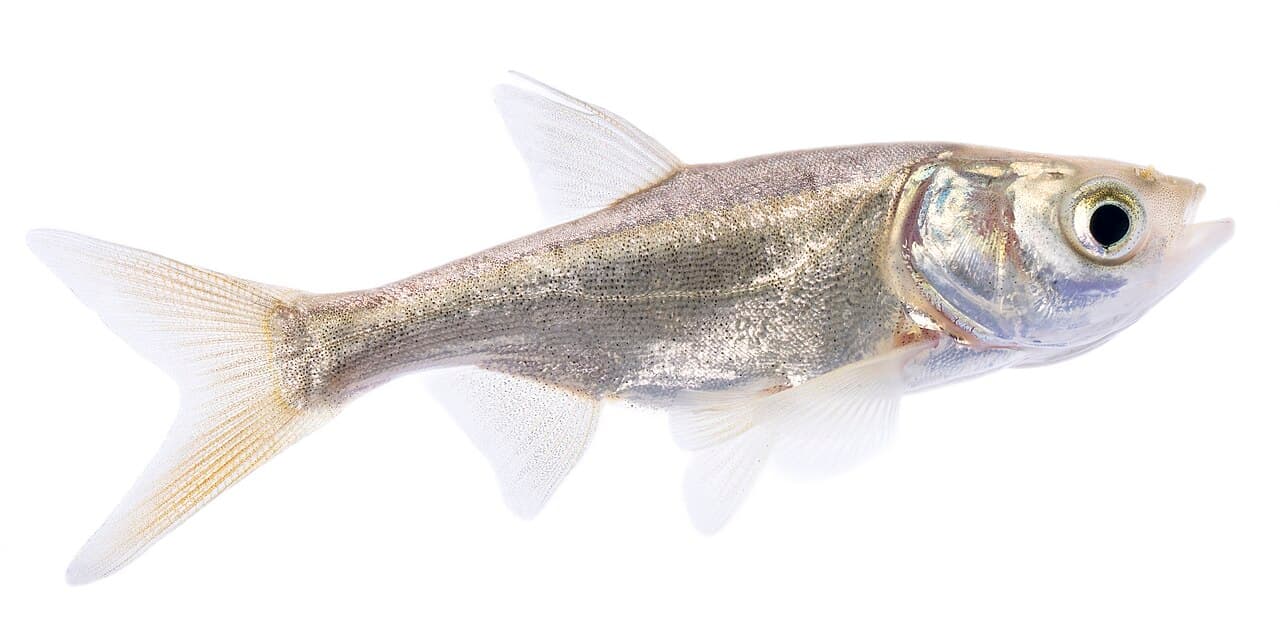 Approximately 2-3" in length. Photographed at Gavins Point National Fish Hatchery in Yankton, SD by Sam Stukel - USFWS