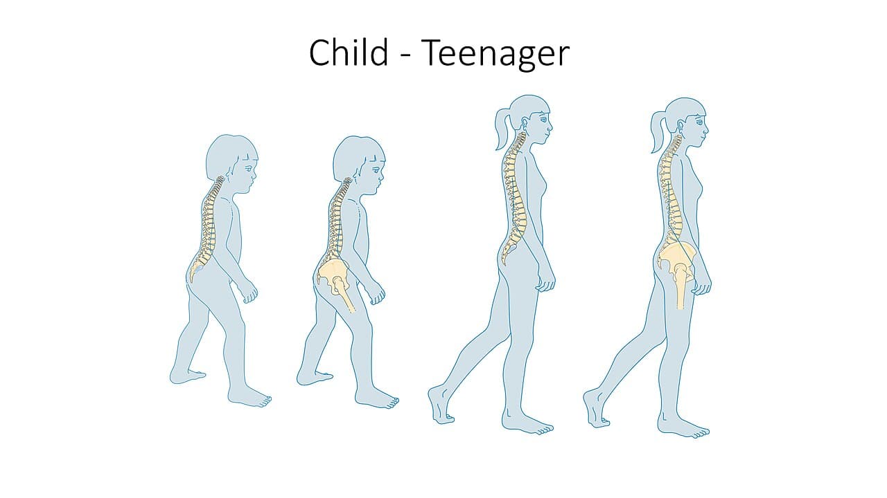 Skeleton and bones - Child teenager
