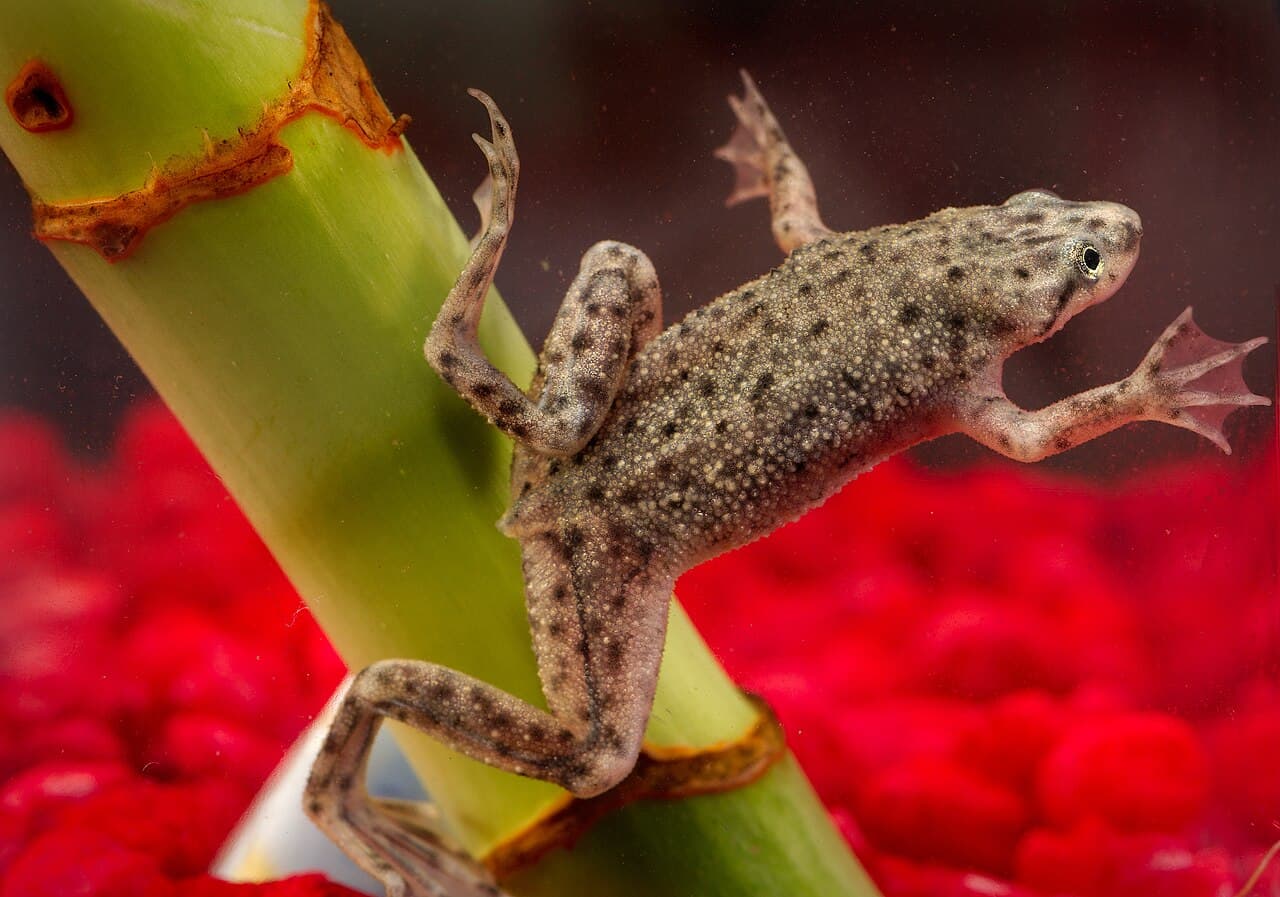 This photograph depicts an African dwarf frog, Hymenochirus boettgeri . CDC is collaborating with public health…