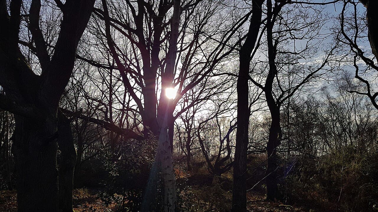 Mousehold Heath in winter