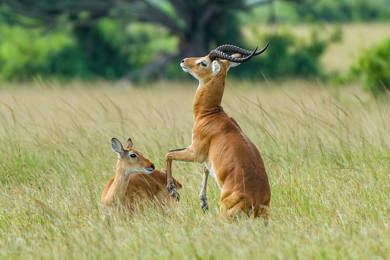 Male Ugandan kob trying to seduce a female at Queen Elizabeth National Park