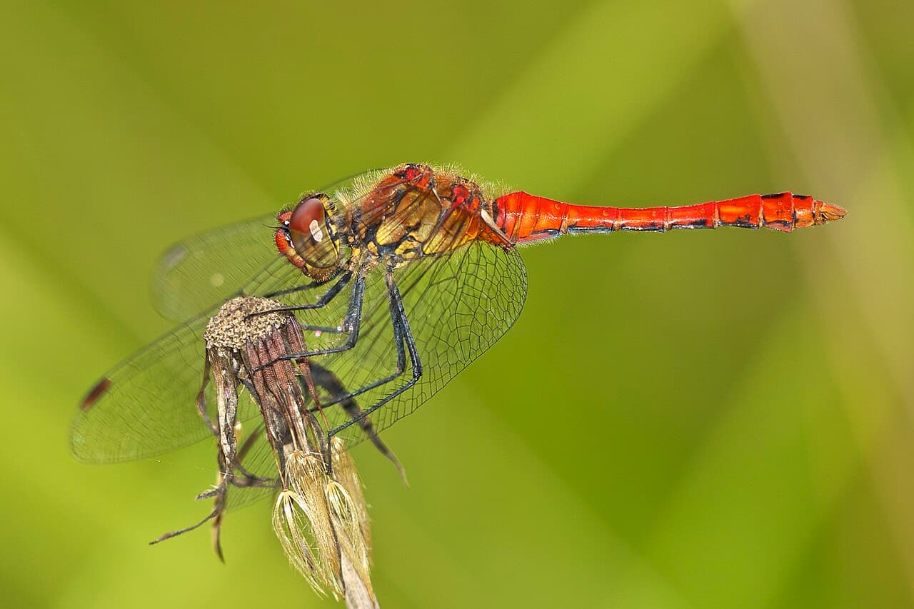 Male Ruddy Darter ( Sympetrum sanguineum ), Chemnitz, Germany